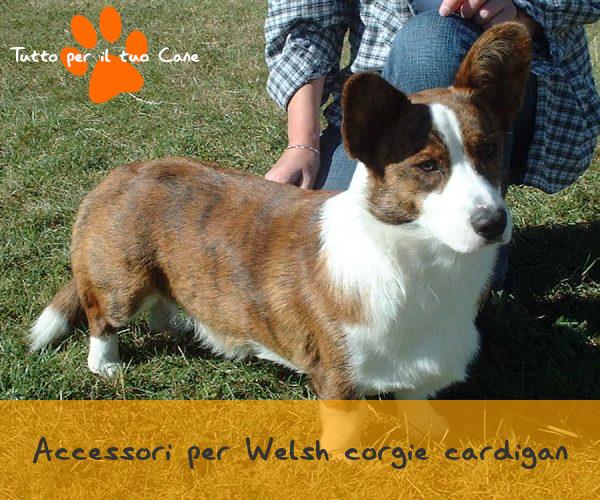 11 pratici accessori per Welsh corgie cardigan - tuttoperiltuocane.it